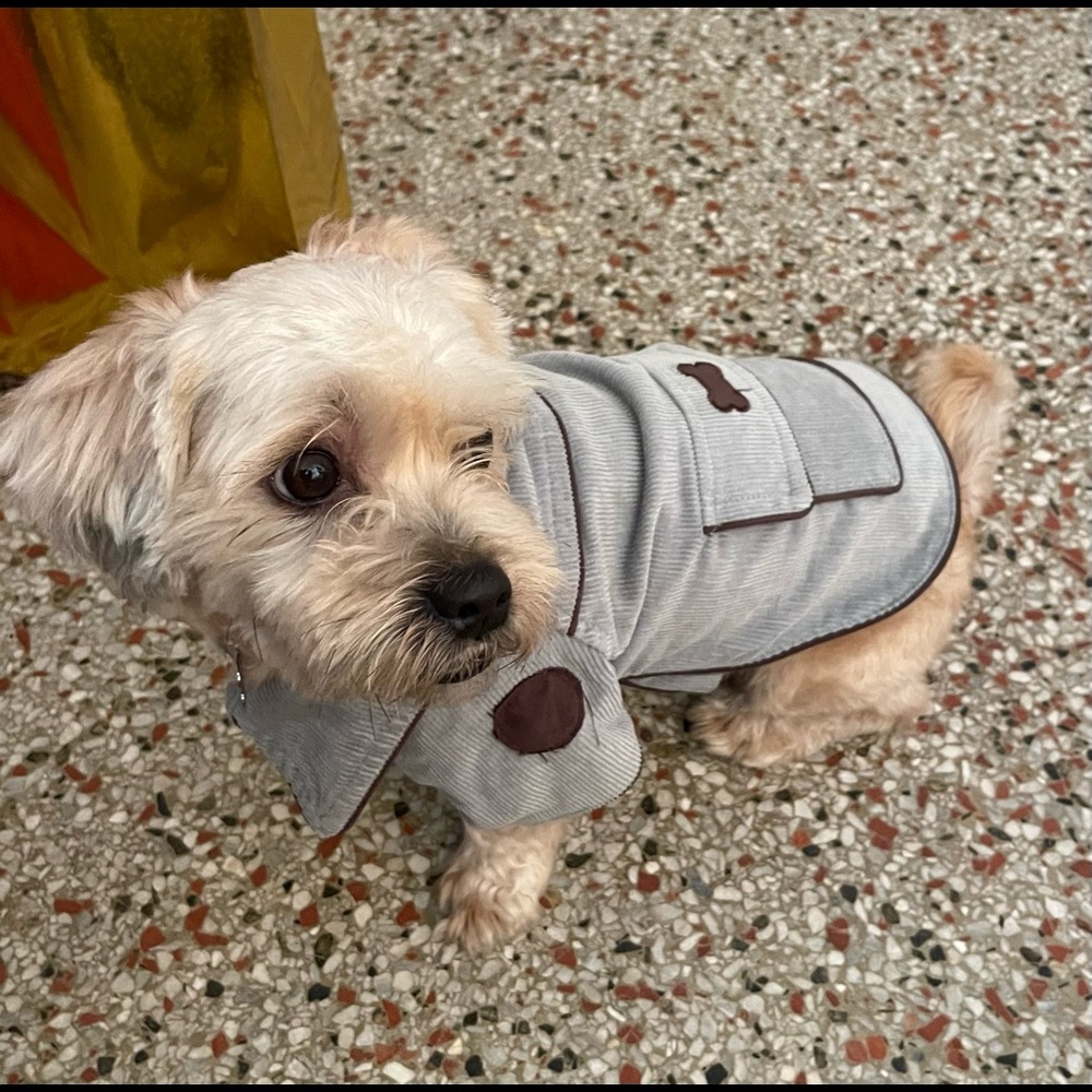 ♥️light blue jacket for a small dog 🙂